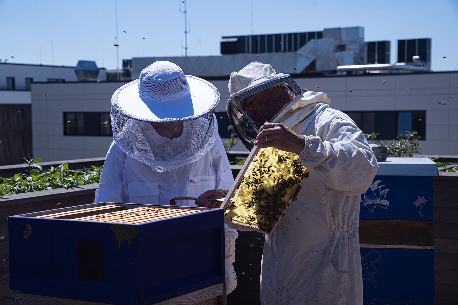 deux apiculteurs qui tiennent une ruche d'abeilles à la main
